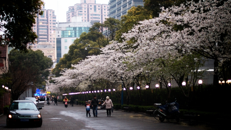 5. Pretend you're in Japan and check out the cherry blossoms in spring